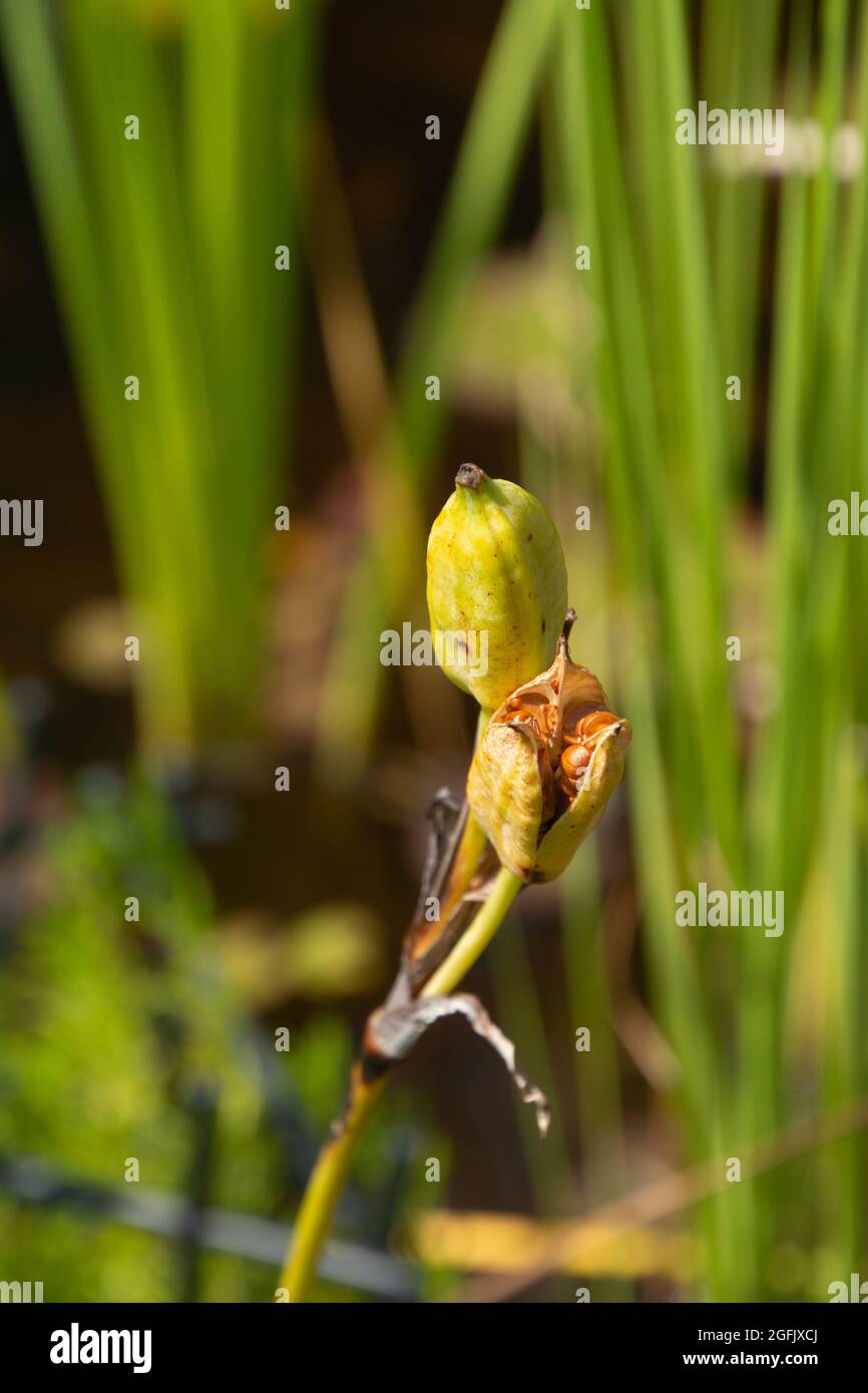 Cialde di semi di iride siberiana mature e aperte con semi marroni che si approssima a cadere al sole estivo Foto Stock
