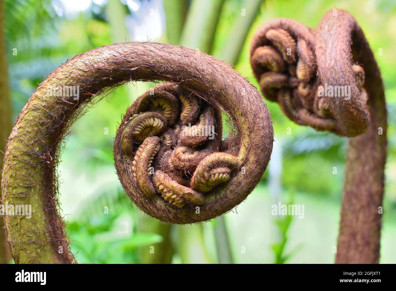 Tahiti, Polinesia francese: Primo piano di germogli di alberi molli, dicksonia antartide Foto Stock