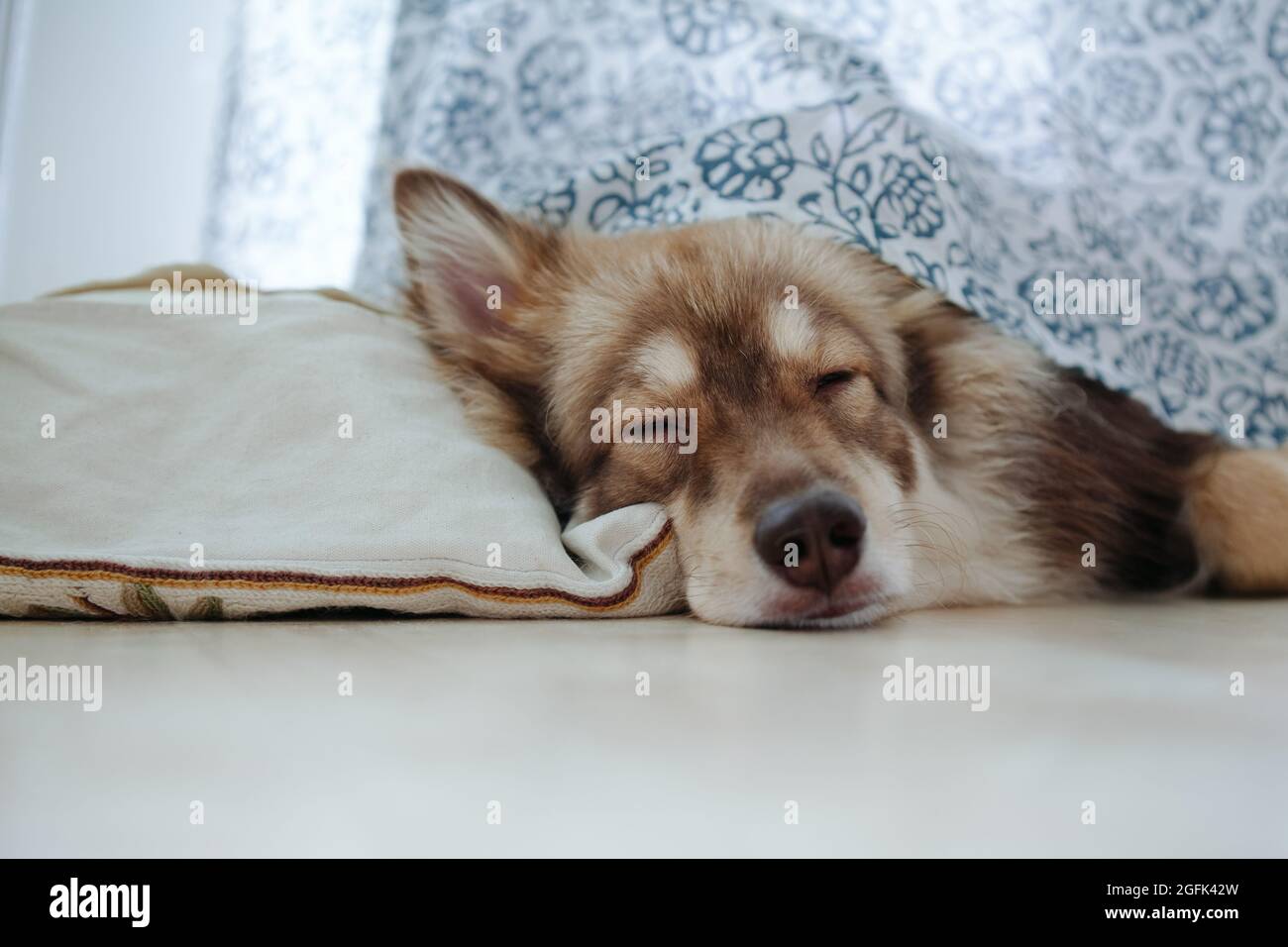 Cane che dorme sotto una tenda, con un cuscino. All'interno, per terra. Finlandese lapphund. Foto Stock