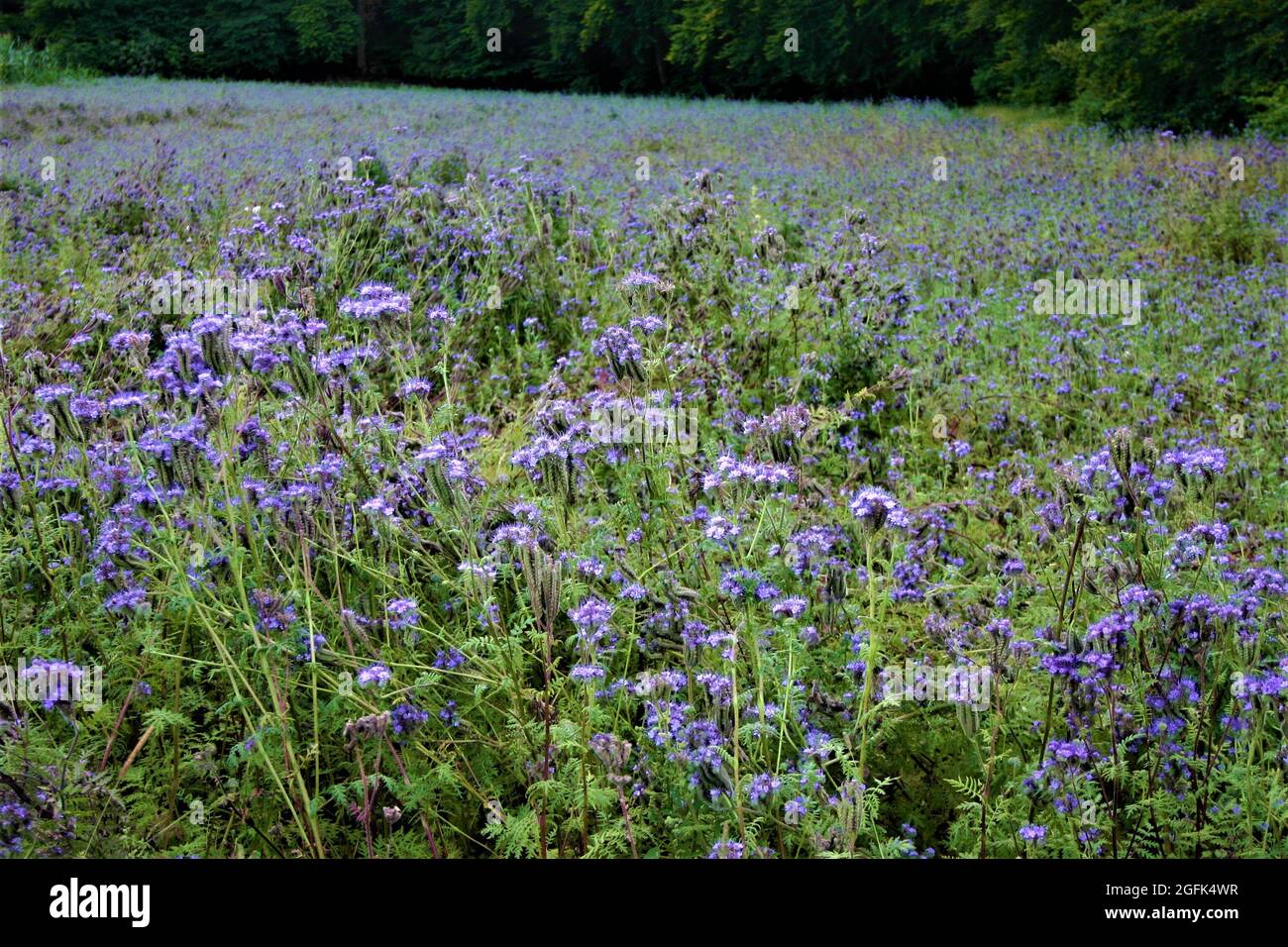 kleines Lavendelfeld am Waldrand Foto Stock