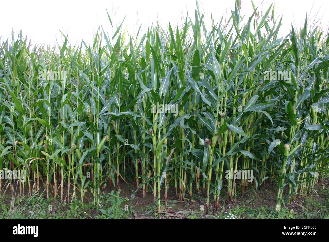 Maisfeld mit 3m hohen Pflanzen Foto Stock