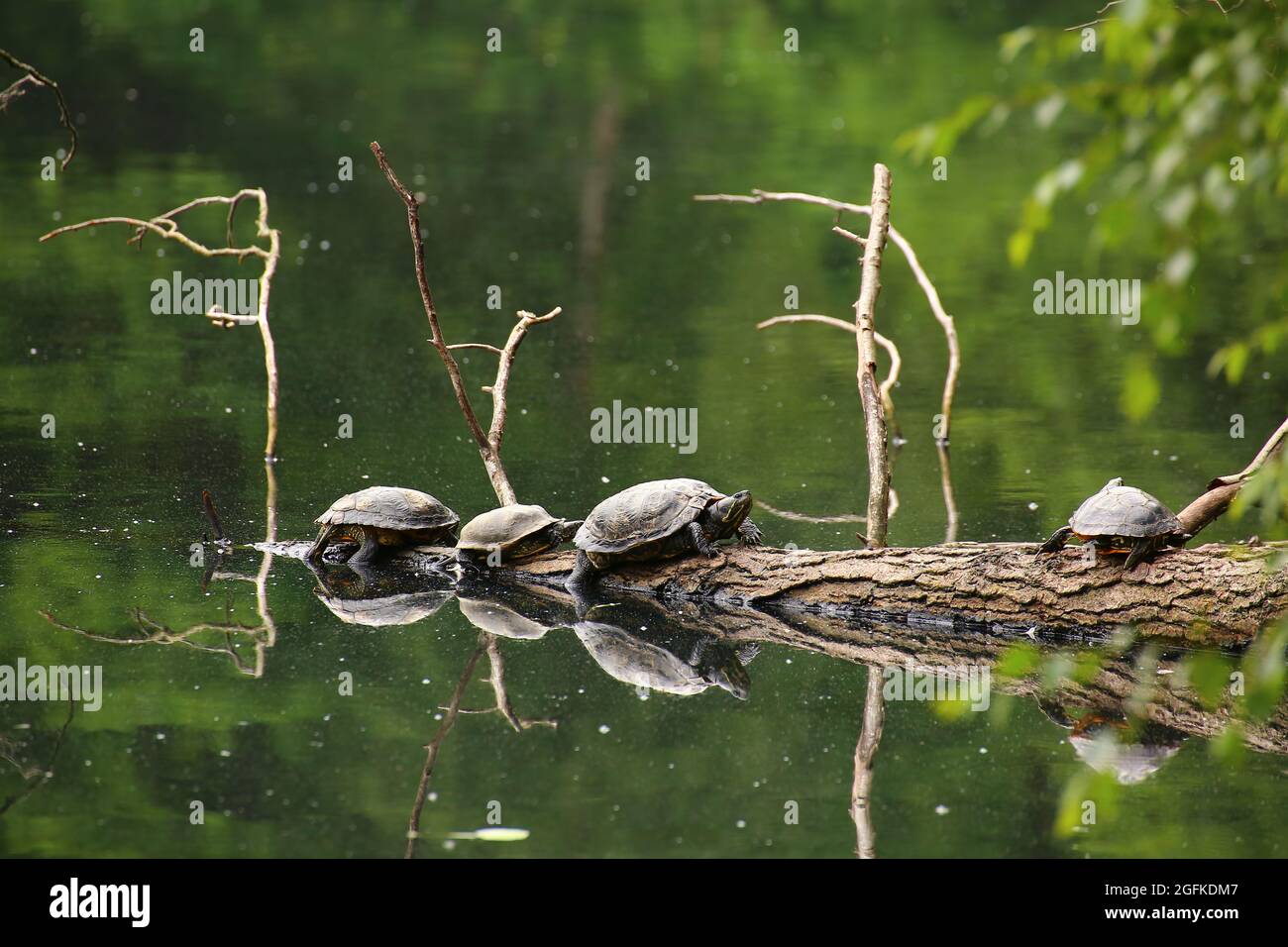 Pond Sliders (Trachemys scripta) seduto su un ramo. Foto Stock