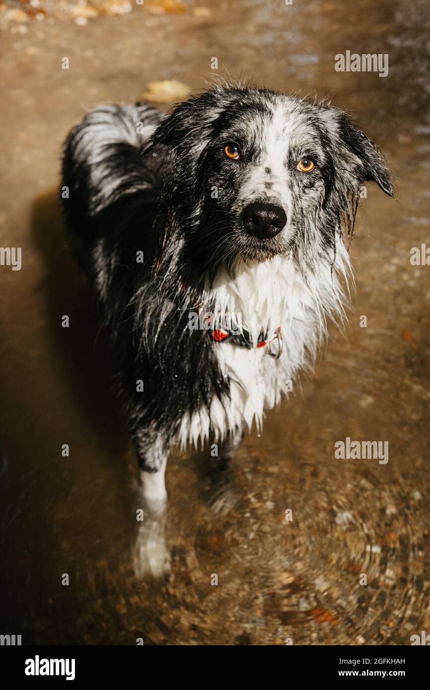 Ritratto estate bordo collie cane giocare nel fiume Foto Stock
