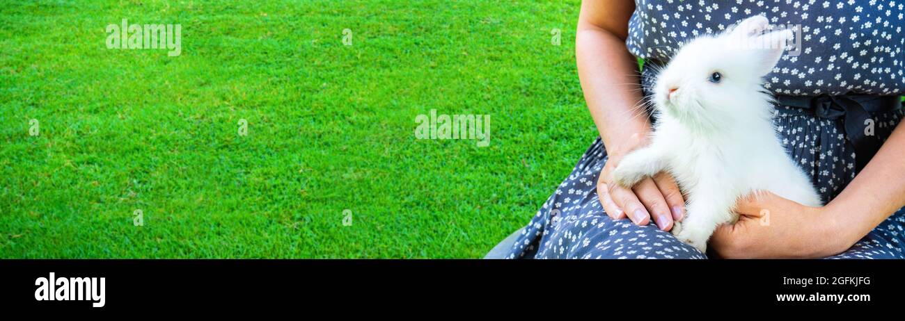 Coniglio nana decorativo sul prato lungo banner con spazio copia. Coniglietto soffice bianco con occhi blu primo piano per l'intestazione di un sito web di negozio di animali domestici. PET Foto Stock