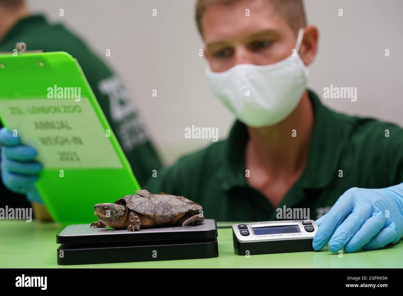 Il custode Daniel Kane con una tartaruga dalla testa grande, durante il pesato annuale allo ZSL London Zoo, Londra. Data foto: Giovedì 26 agosto 2021. Foto Stock