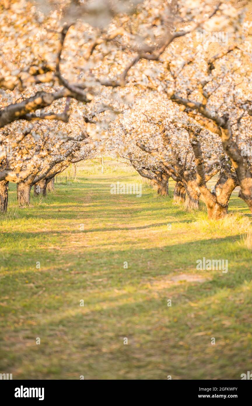 Orchard fiorisce all'ora d'oro Foto Stock
