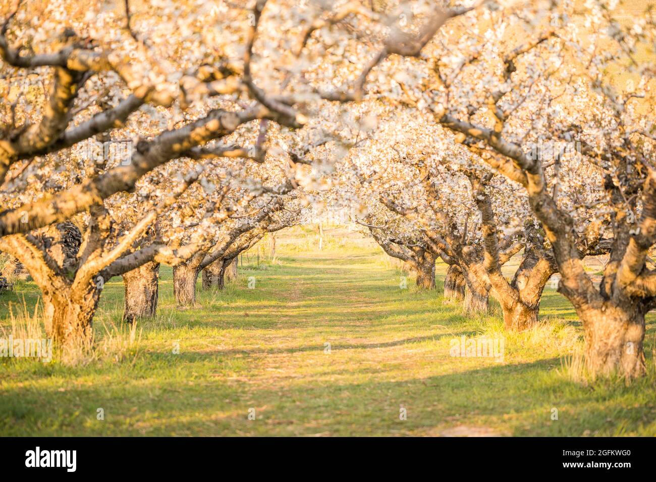 Orchard fiorisce all'ora d'oro Foto Stock