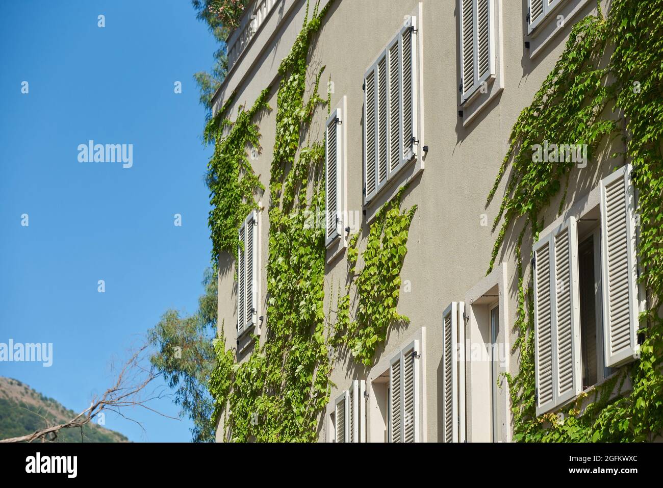 La pianta di arrampicata cresce lungo il muro con le finestre di un edificio residenziale Foto Stock
