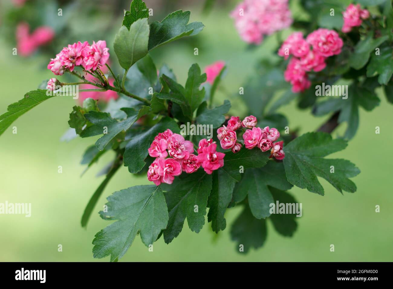 Crataegus laevigata pianta medicinale fiorisce fiori rossi su sfondo verde in primavera Foto Stock