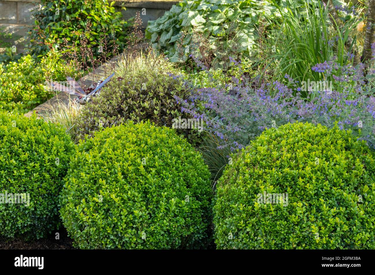 Giardino privato panoramico e soleggiato da vicino (fiori di confine estivi, fogliame a contrasto, palle buxus tagliate, paletto ornamentale) - Yorkshire, Inghilterra, Regno Unito. Foto Stock