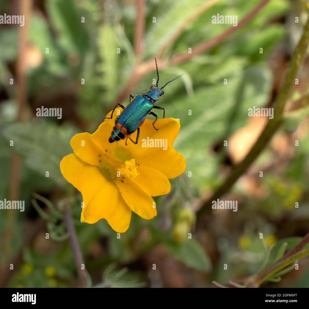 Malachius bipustulatus, Malachius bipustulatus, è un genere di coleotteri di fiori Foto Stock