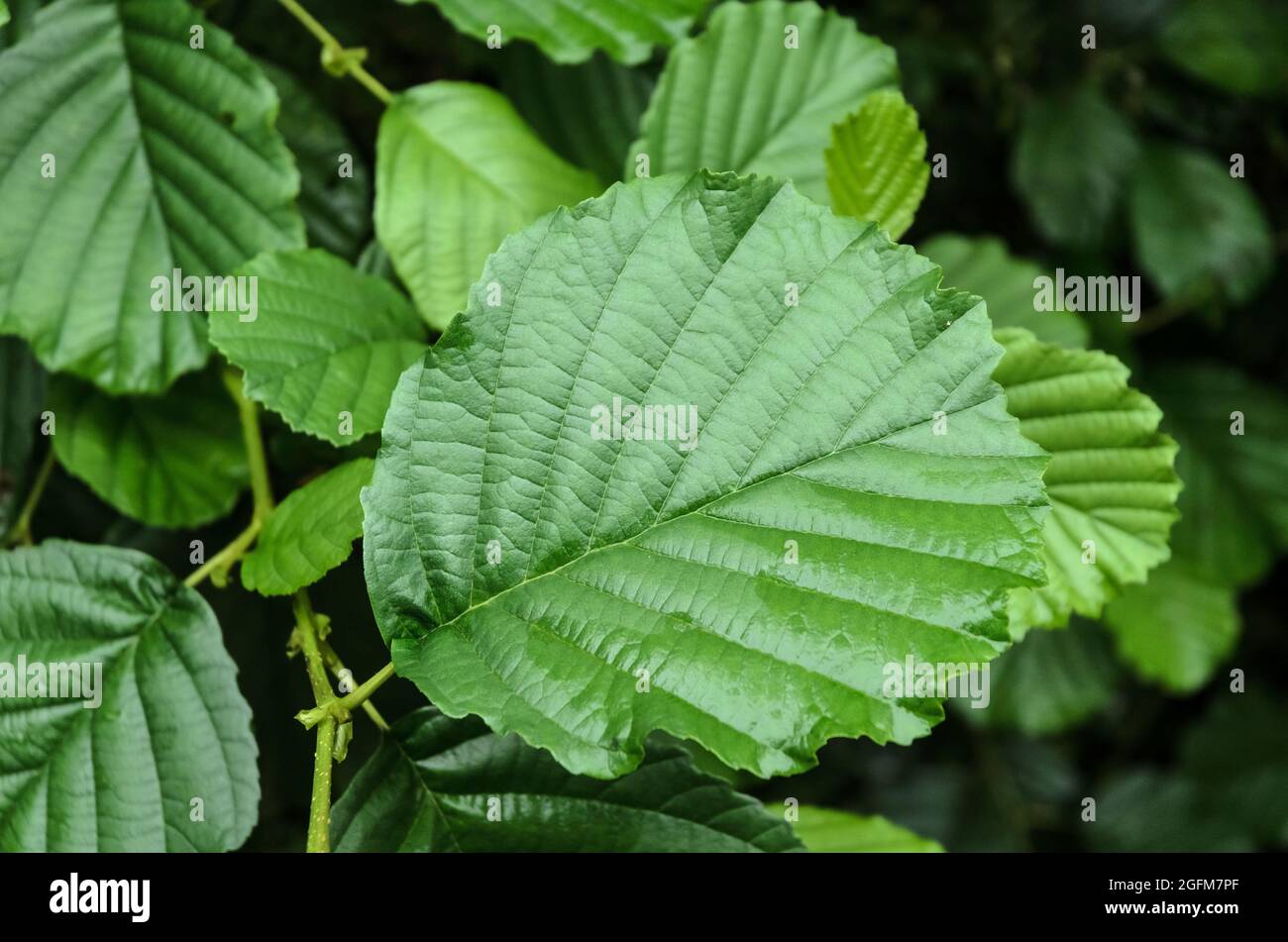 Alnus glutinosa, noto come alder comune, alder nero, alder europeo, alder nero europeo o alder, Foglie di piante verdi in Germania, Europa Foto Stock