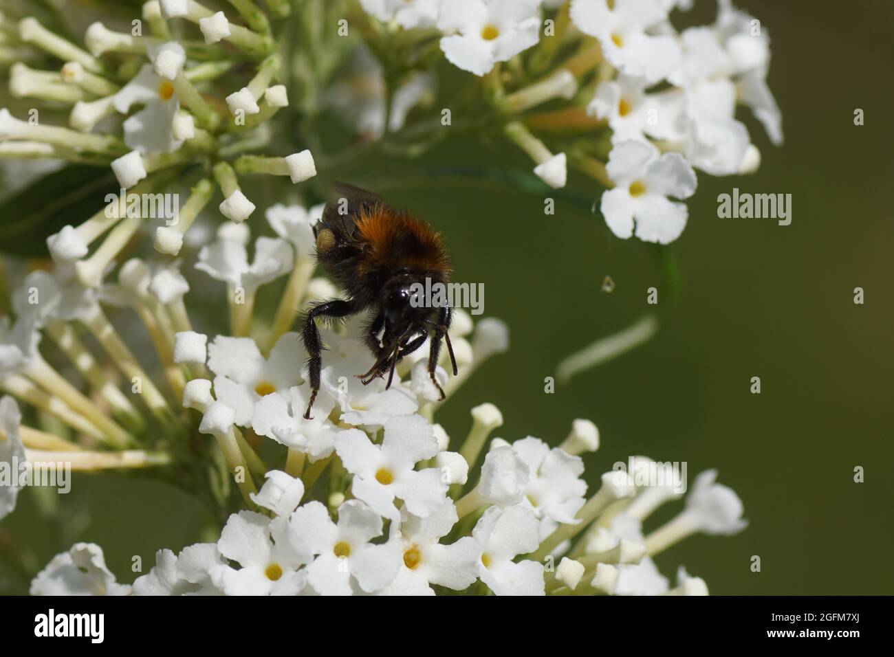Fiori bianchi di un lilla estiva (Buddleja davidii), famiglia Figwort (Scrophulariaceae) e una famiglia comune di api da carda (Bombus pascuorum) Apidi. Foto Stock