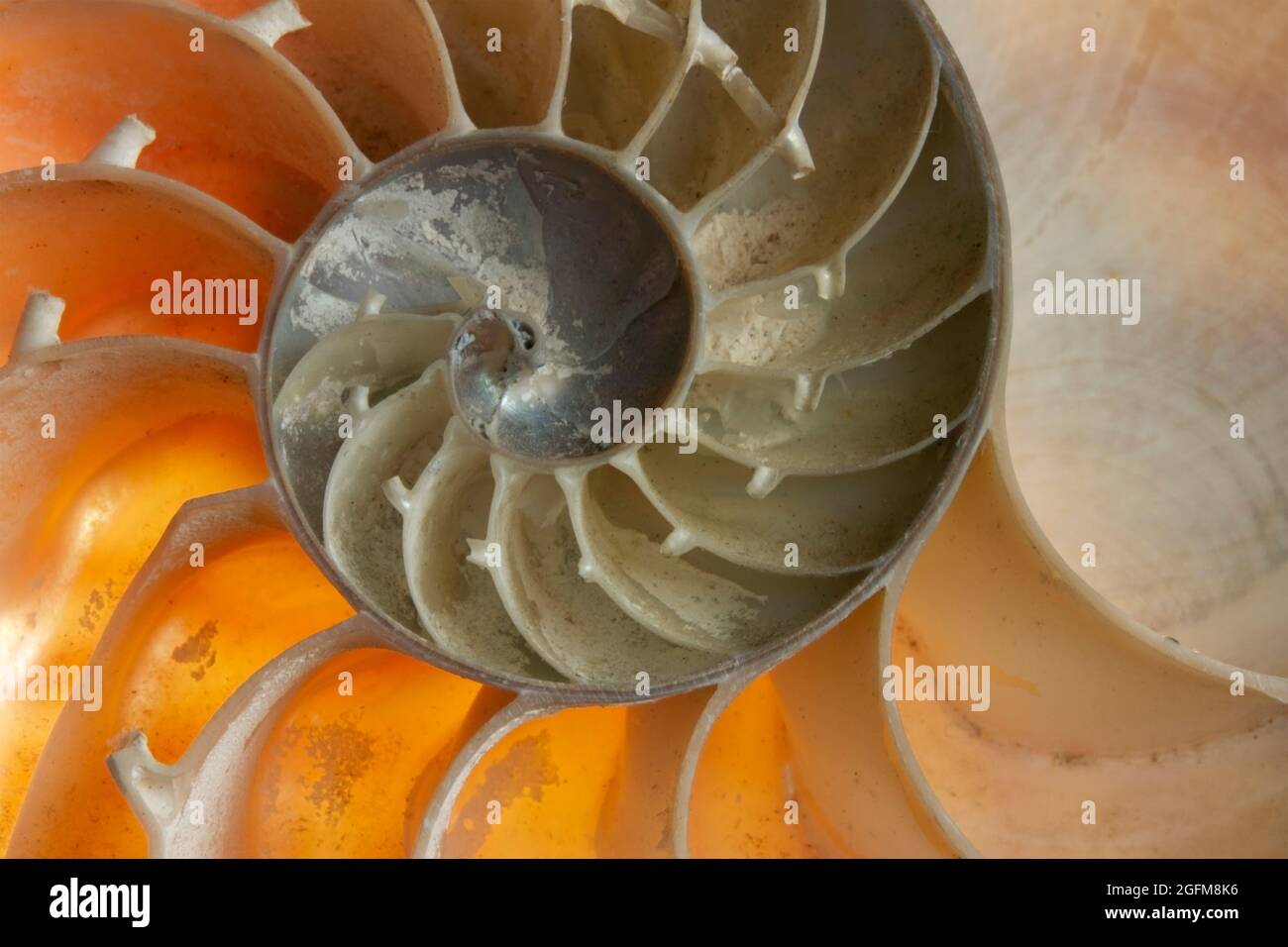 La struttura interna di un Nautilus Chambered. Le singole camere sono collegate da un tubo chiamato sifonlo che regola i gas per la galleggiabilità. Foto Stock