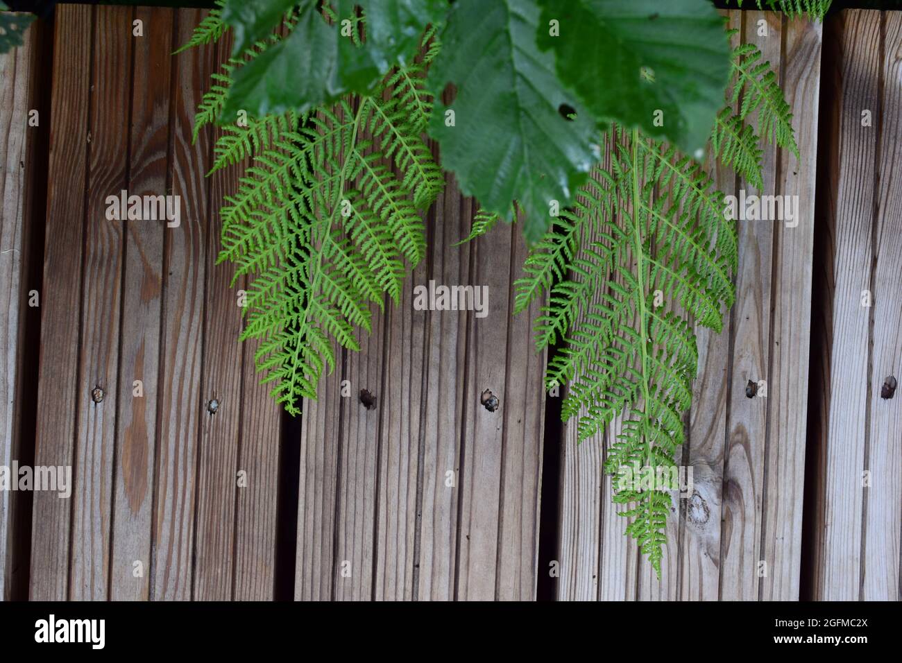 Carta da parati Fern Foto Stock