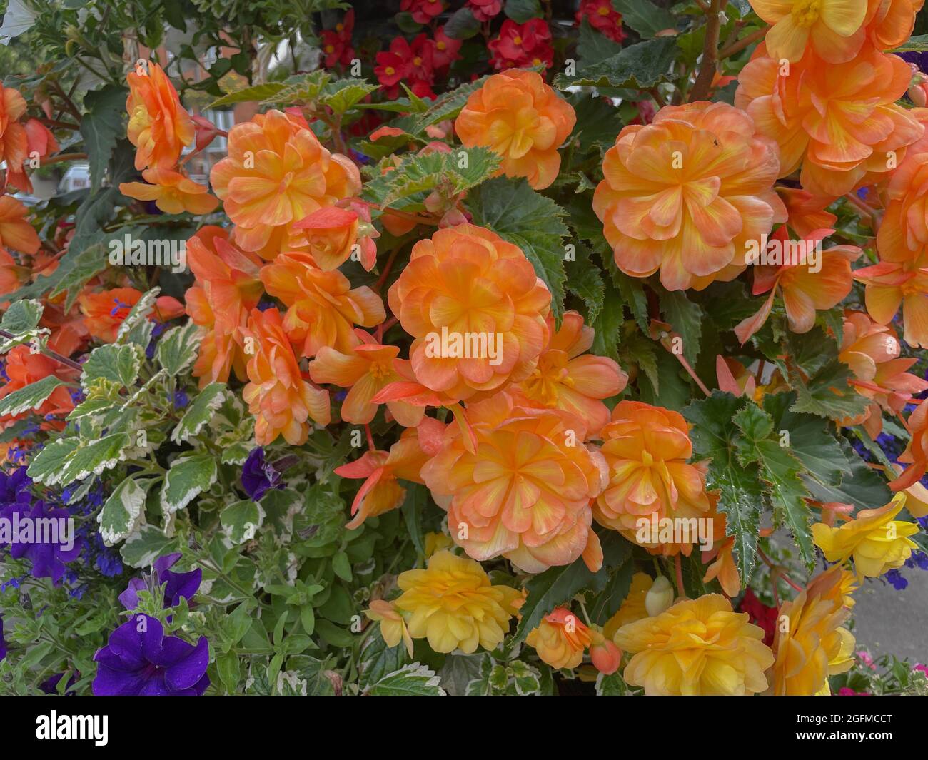 Estate colorata fioritura cesti di sospensione pieno di piante da letto dai colori vivaci nella Città del mercato di Crediton in Rural Devon, Inghilterra, Regno Unito Foto Stock