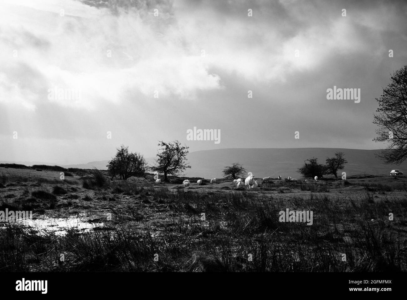 Paesaggio bianco e nero Moody con pecore, montagna di Blorenge, Blaenavon, Galles del Sud Foto Stock