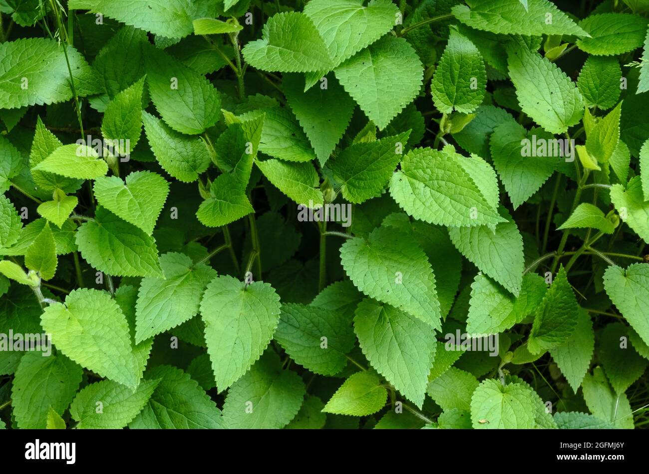 Stachys sylvatica, conosciuta come hedge woundwort, whitespot, o hedge nortle Foto Stock