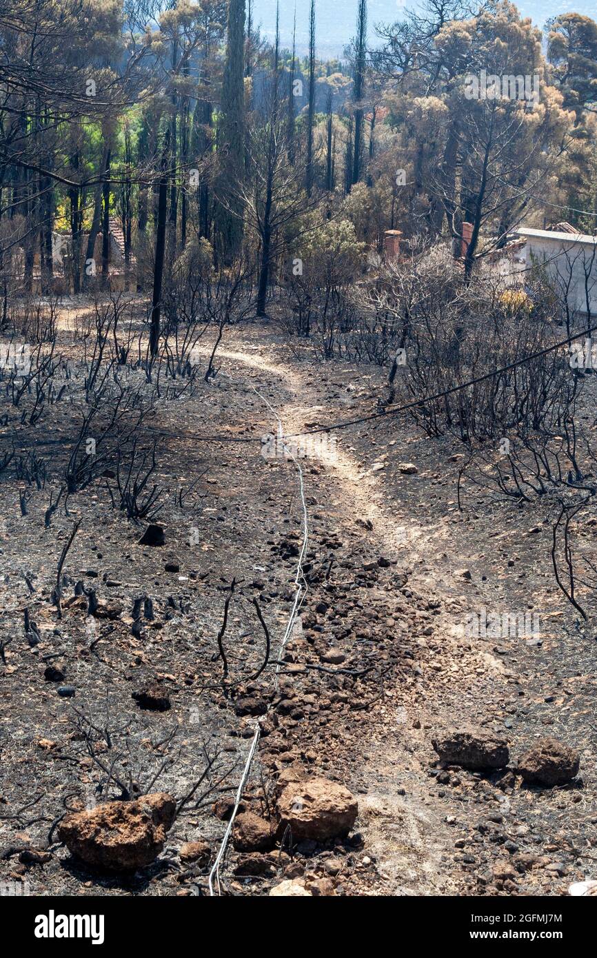 Legna bruciata ad Attica, in Grecia, dopo i fuochi d'oro sul monte Parnitha e i distretti di Varympompi e Tatoi, all'inizio di agosto 2021. Foto Stock
