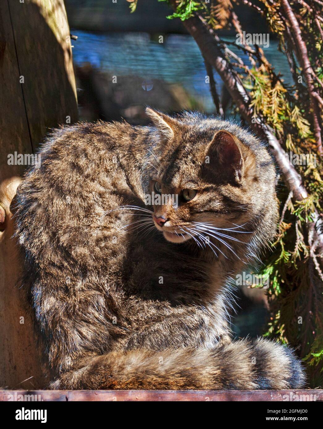 Kincraig, Kingussie, Scozia, Regno Unito. 26 agosto 2021. Highland Wildlife Park, Scottish Wildcat, Highland Wildlife Park sono stati coinvolti nella conservazione dei gatti selvatici per oltre 10 anni e continuano a svolgere un ruolo fondamentale negli sforzi di recupero a lungo termine per questa specie. Nella foto: Solo un adulto dei numerosi gatti selvatici che si trovano nel parco. Credit: Arch White/Alamy Live News. Foto Stock