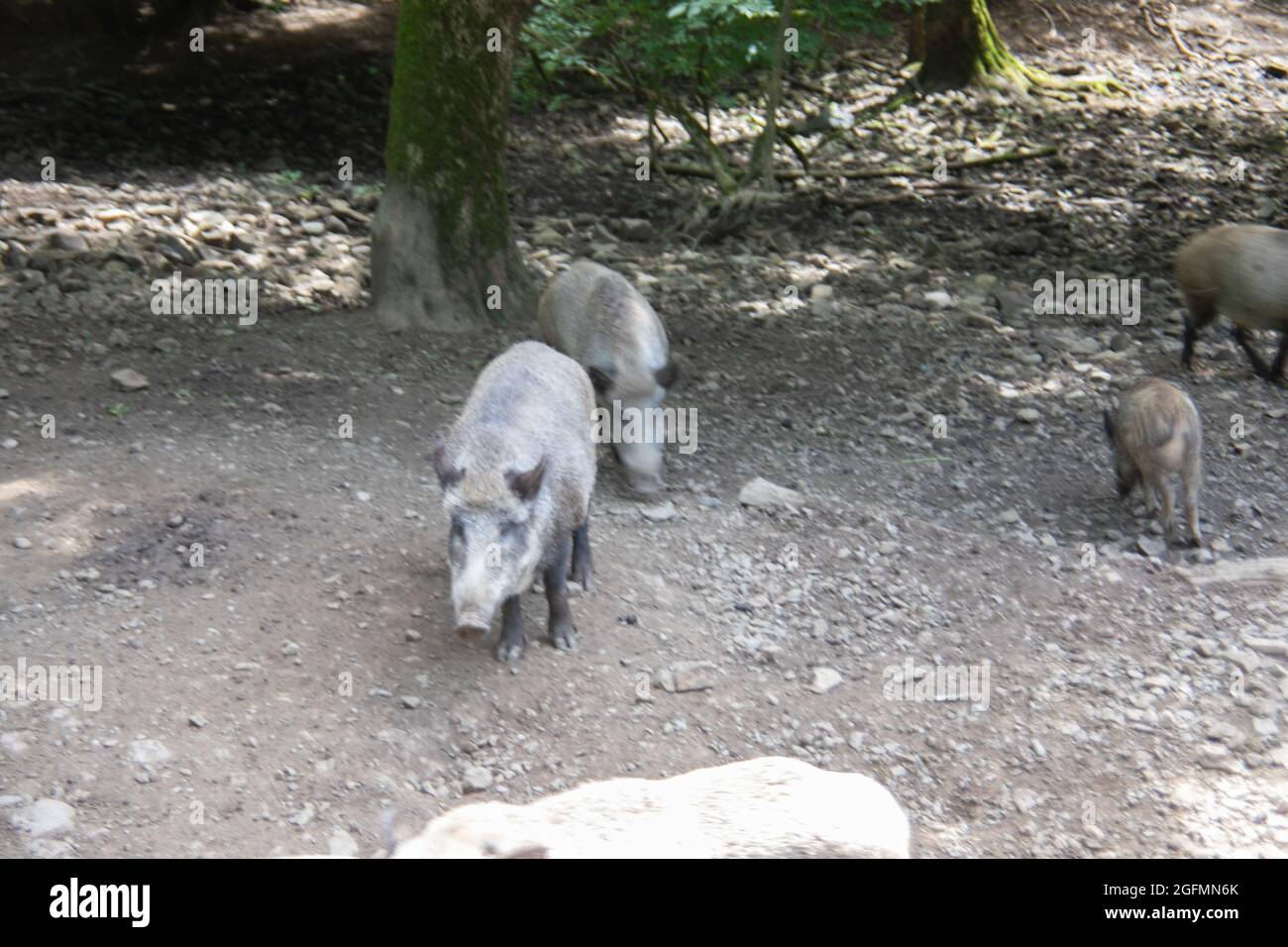 Cinghiale con freshlings nel fango Foto Stock