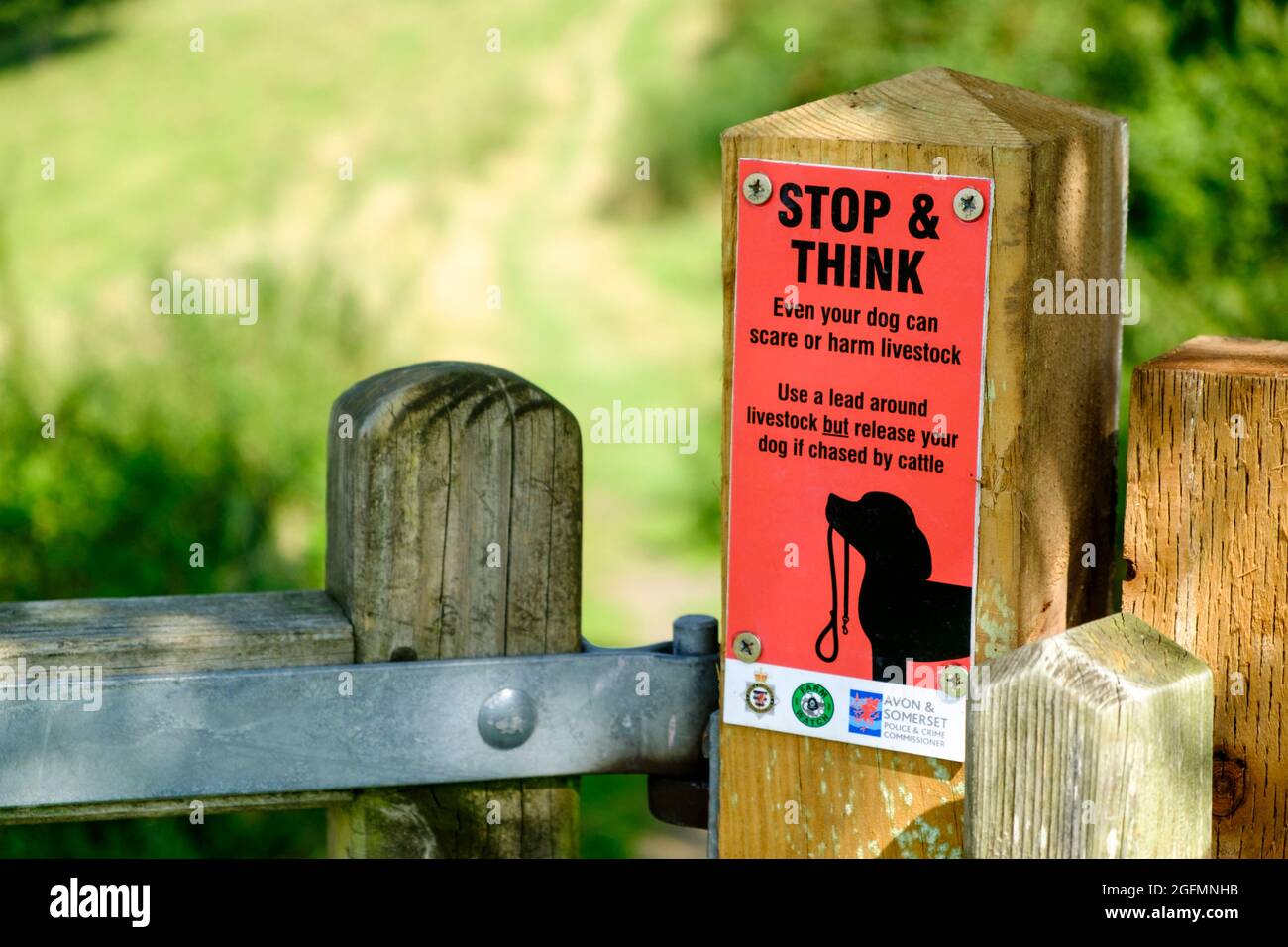 Cartello segnaletico, i cani sono un pericolo per il bestiame. Somerset Campagna. Foto Stock