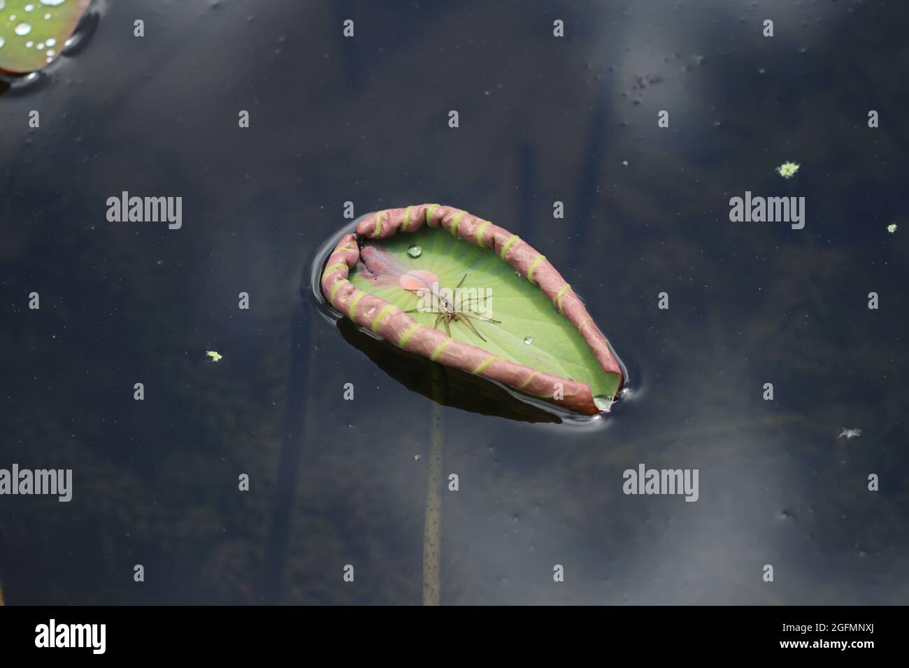 Un ragno da pesca a sei punti (Dolomedes triton) si trova al centro di un giglio arricciato che galleggia su un laghetto. Foto Stock