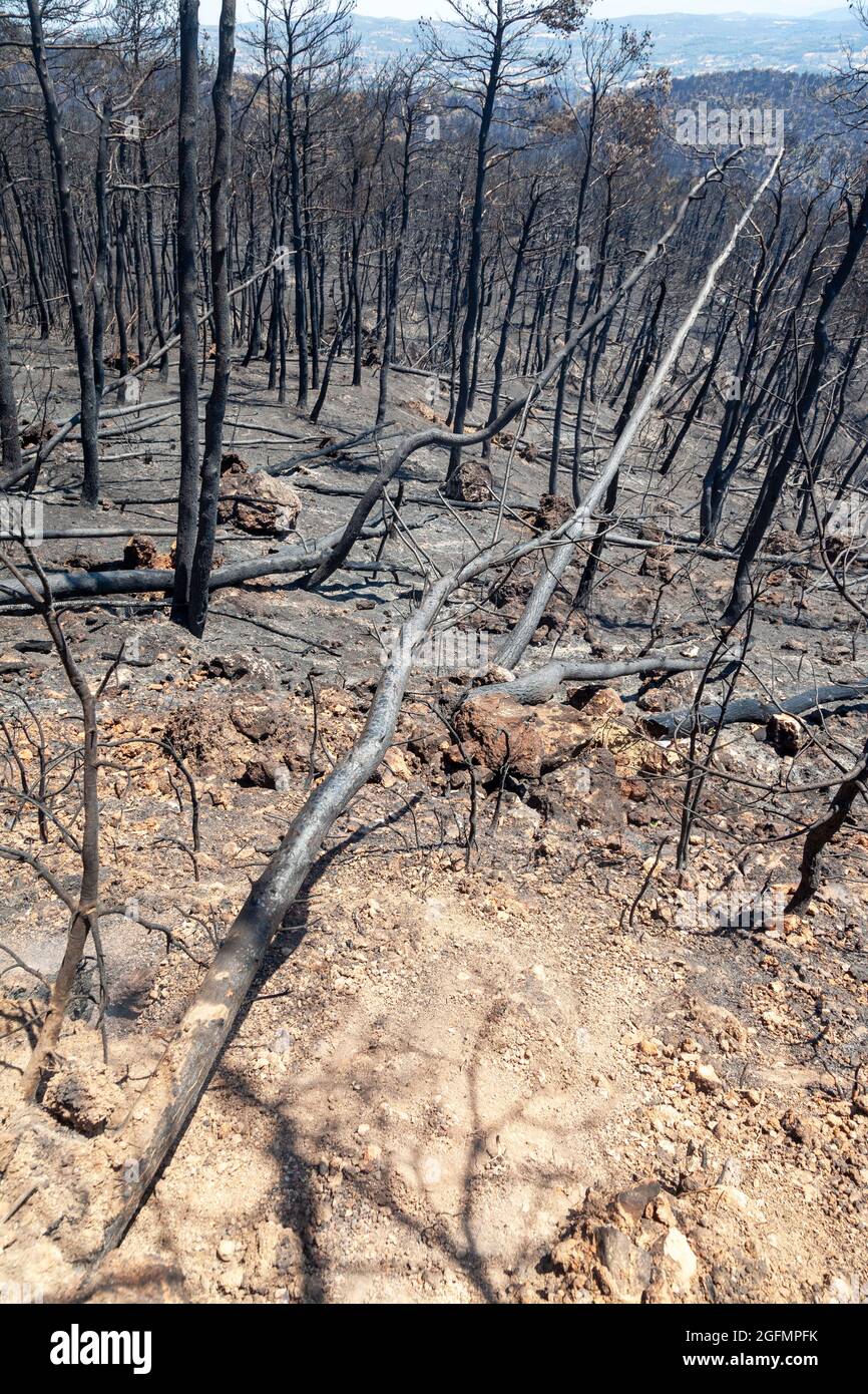 Legna bruciata ad Attica, in Grecia, dopo i fuochi d'oro sul monte Parnitha e i distretti di Varympompi e Tatoi, all'inizio di agosto 2021. Foto Stock