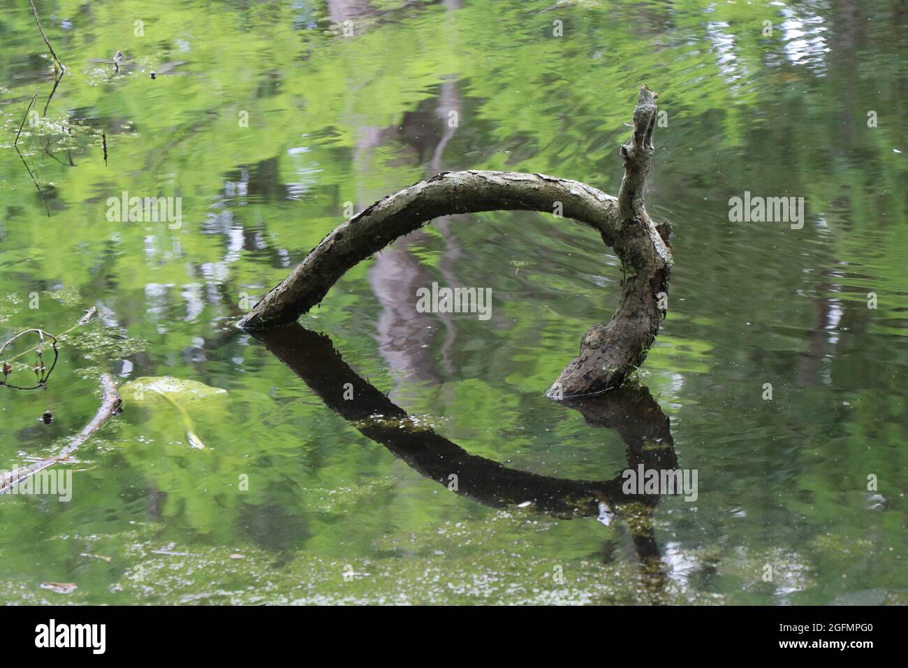 Un ramo d'albero attraversa la superficie di un lago creando un riflesso di un'immagine a forma di cuore nella superficie. Foto Stock