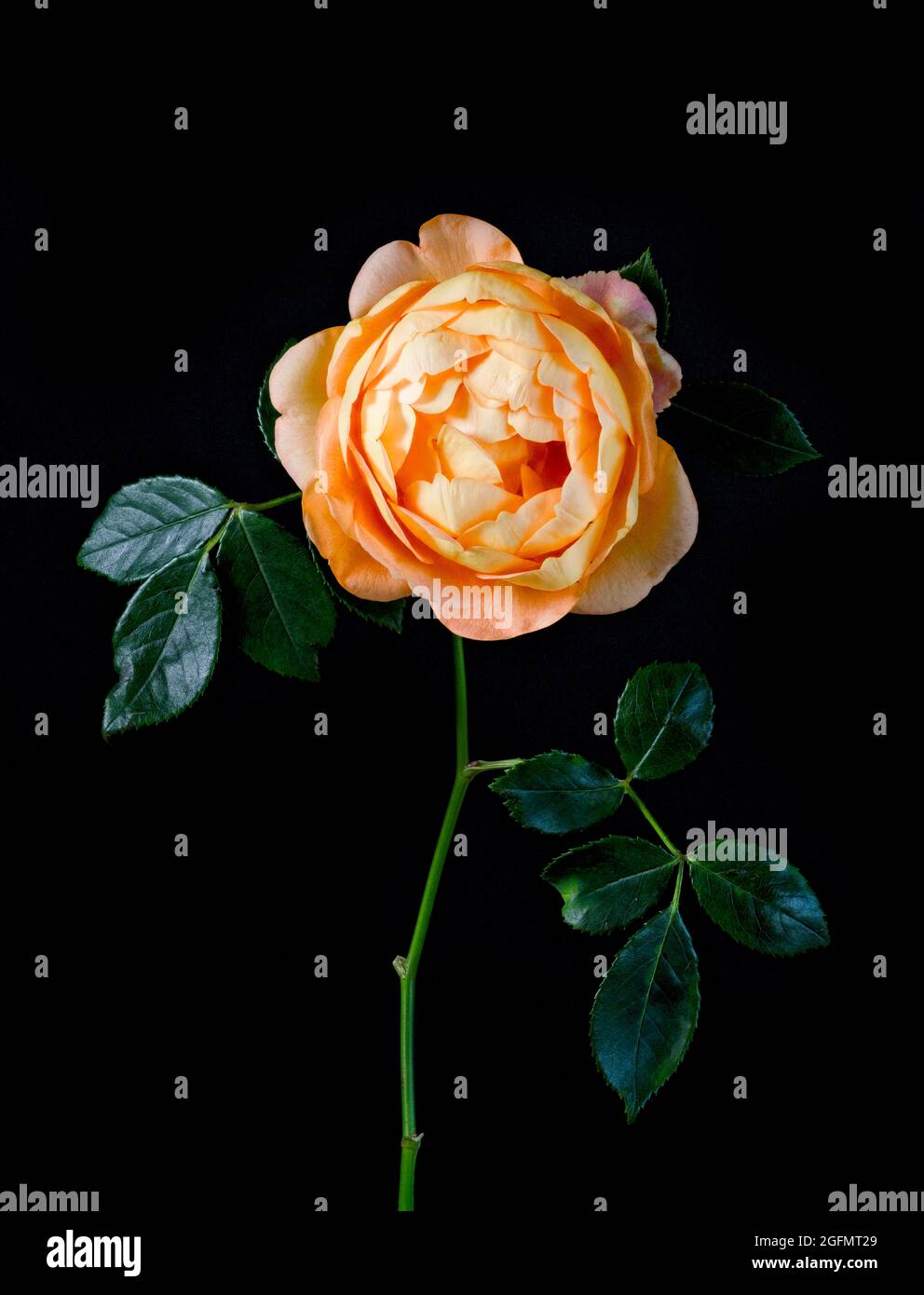 Bel fiore di rosa arancione fotografato su sfondo semplice posteriore Foto Stock
