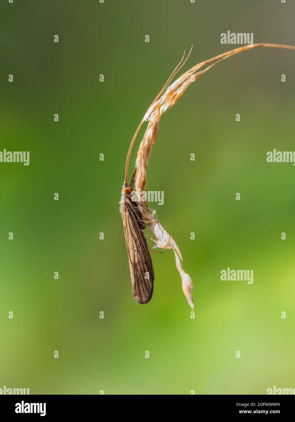 Caddis volare, noto anche come Sedge Fly macro. Trichoptera. Foto Stock