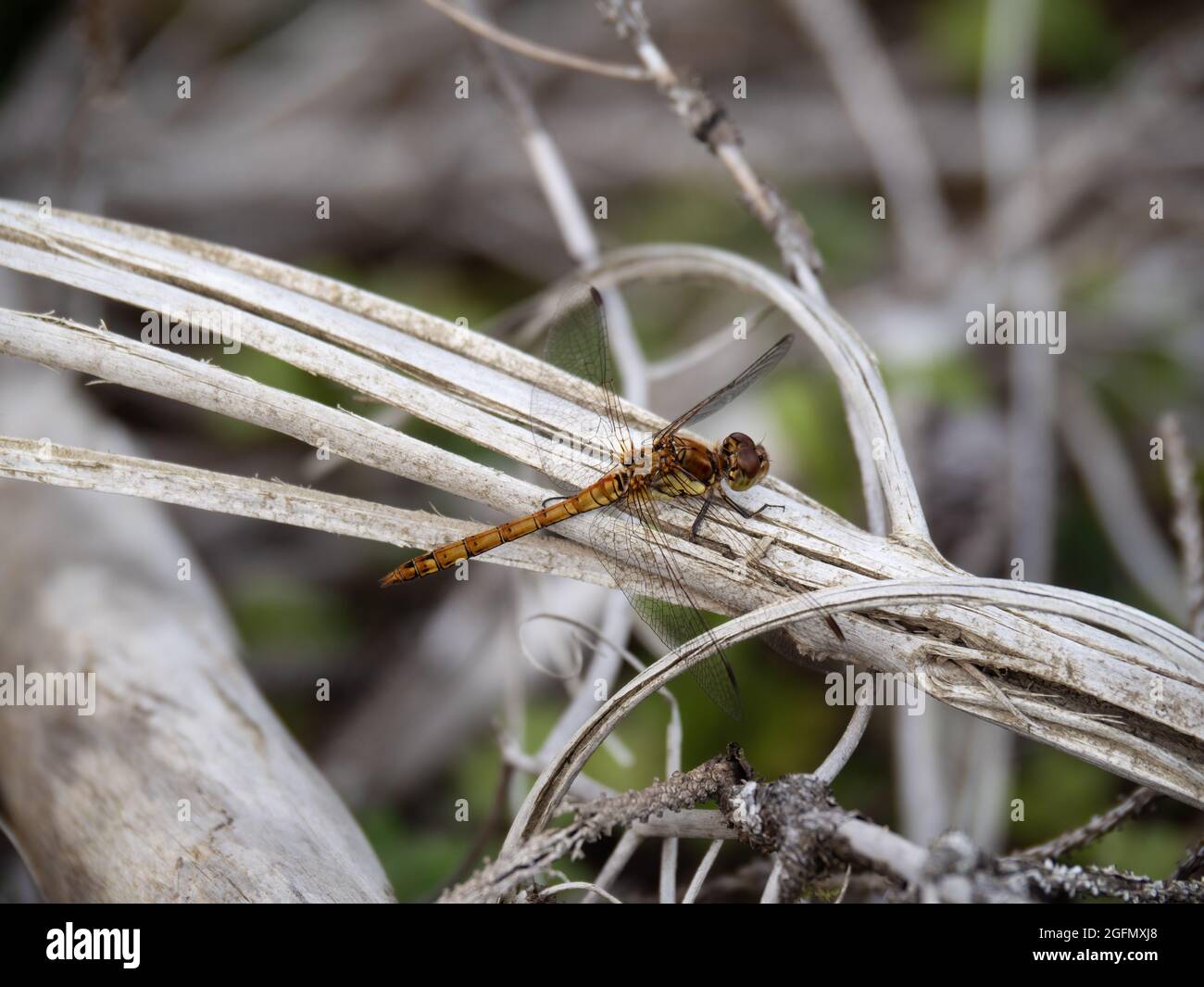 Comune Darter ie Sympetrum striolatum in habitat, Regno Unito. Foto Stock
