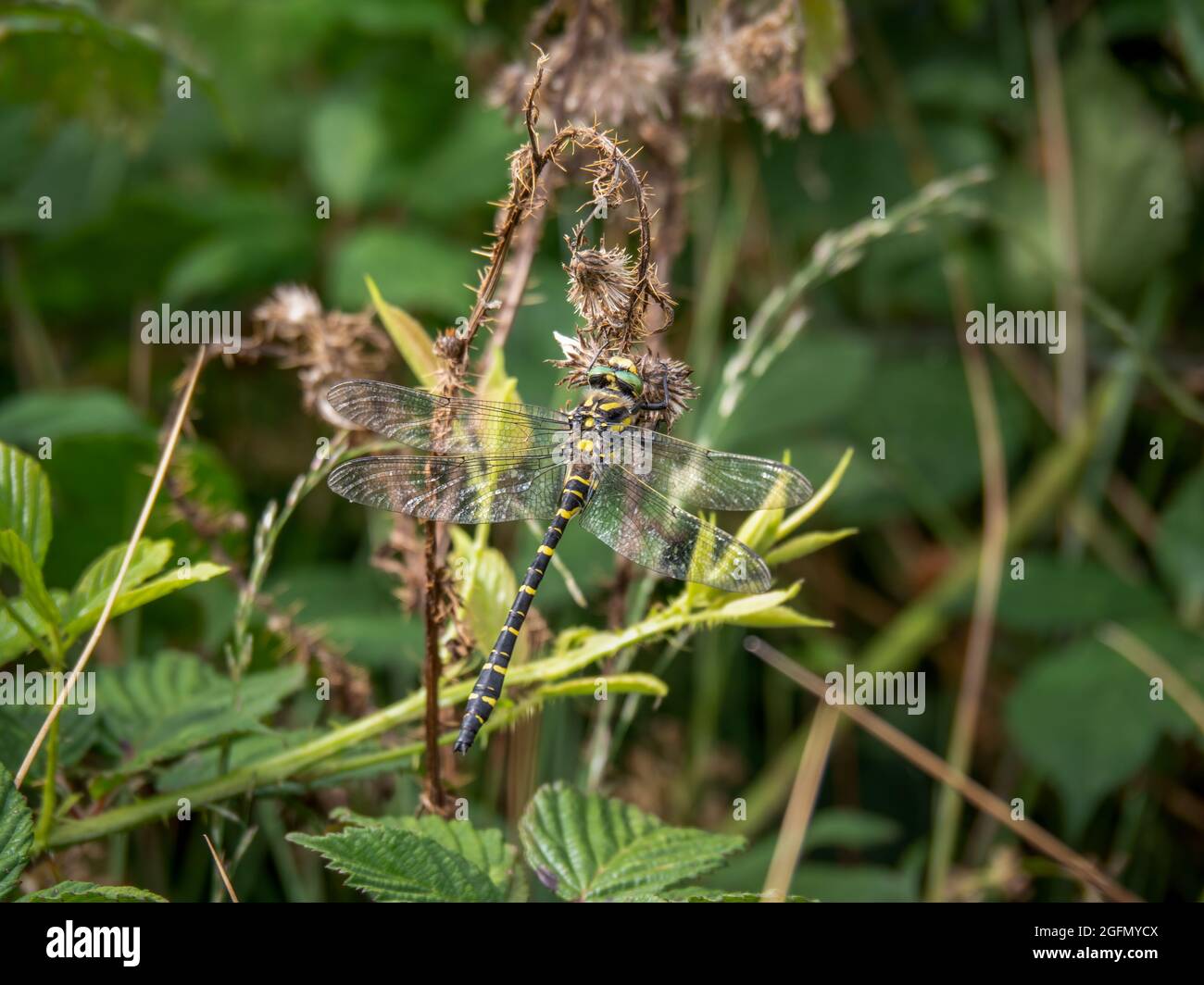 Dragonfly Cordulegaster Boltonii, anello d'oro, in habitat. Foto Stock