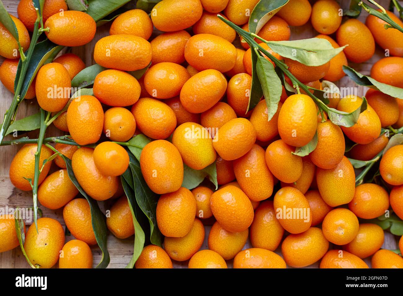 Mostra di kumquat appena raccolti Foto Stock
