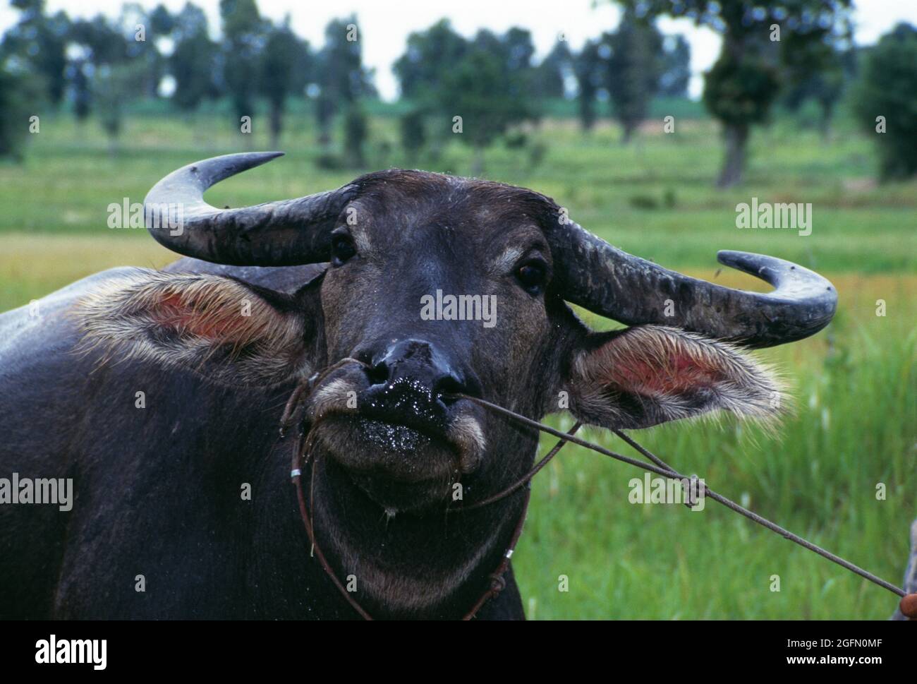 Thailandia. Agricoltura. Acqua Buffalo. Foto Stock