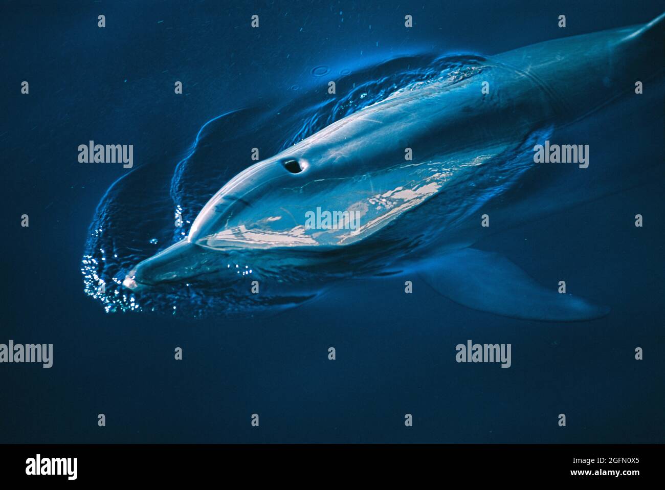 Australia. Queensland. Oceano Pacifico. Fauna selvatica. Delfino Indo-Pacifico a collo di bottiglia (Tursiops aduncus) Foto Stock
