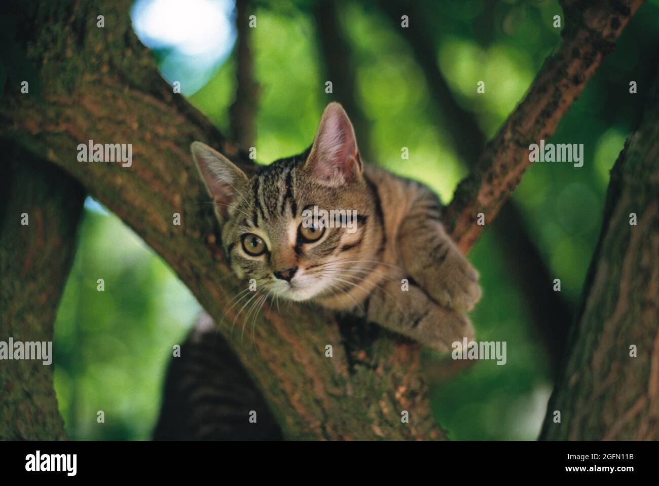 Animali. Tabby Cat all'aperto su un albero. Foto Stock