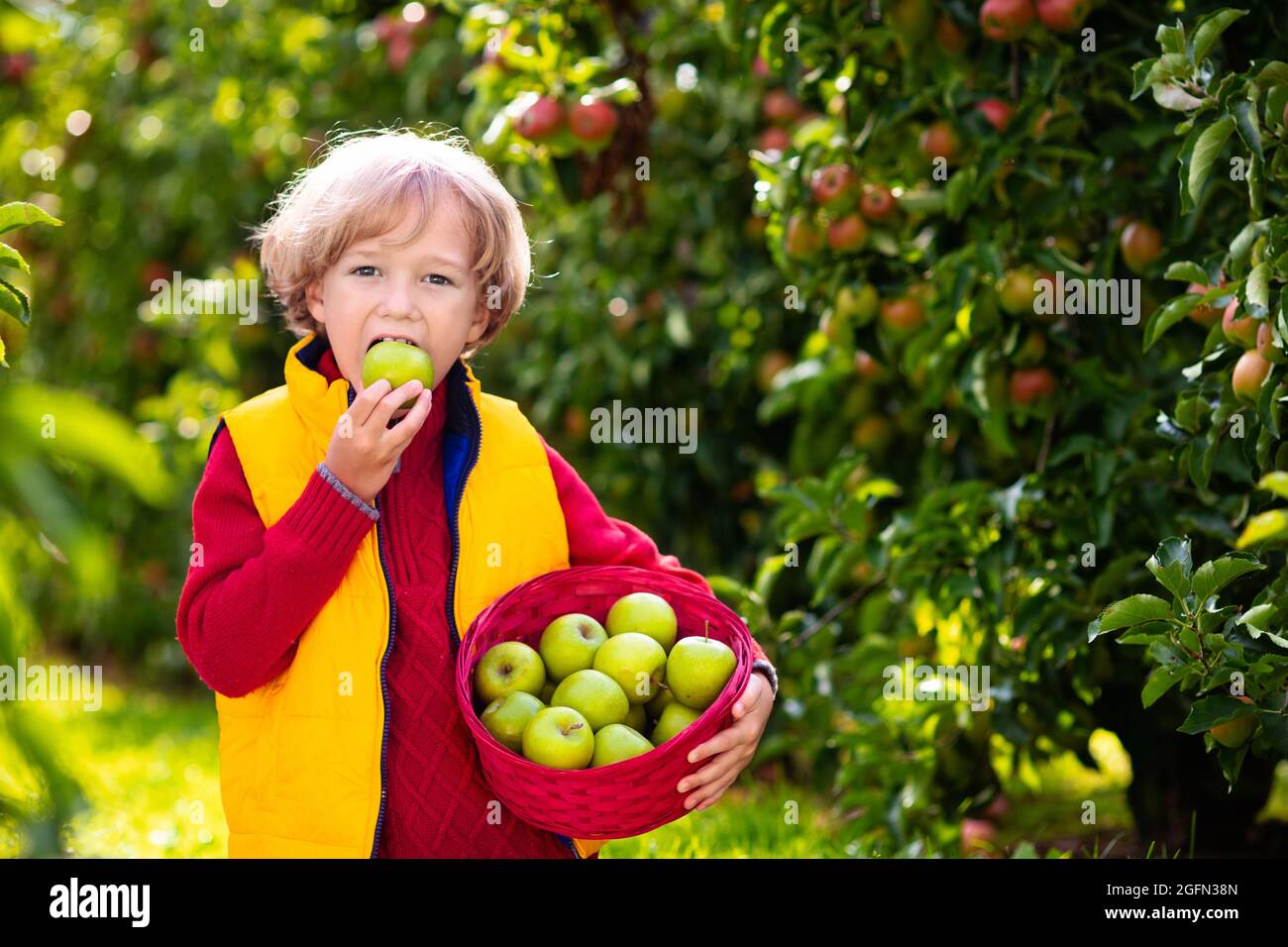 Bambino che raccoglie le mele in azienda. Apple frutteto divertimento per i  bambini. I bambini raccolono