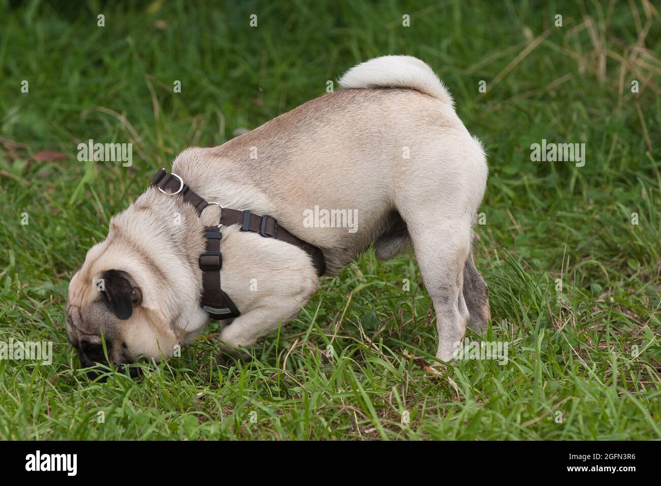 Con la sua zampa sollevata come un cane da caccia, un po 'di pug sniffa nell'erba verde. Foto Stock