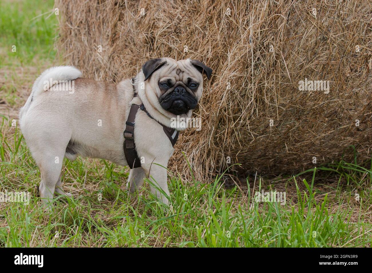 La piccola pug si trova di fronte ad un'enorme balla di fieno nel prato. Foto Stock