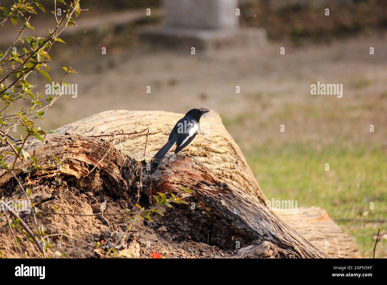 Magpie arroccato su un ceppo al Keoladeo National Park a Bharatpur, Rajasthan, India Foto Stock