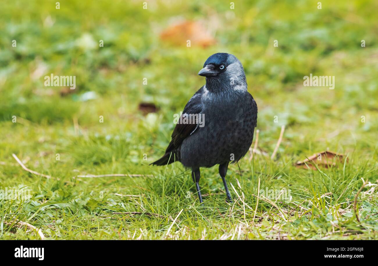uccello nero con occhi bellissimi Foto Stock