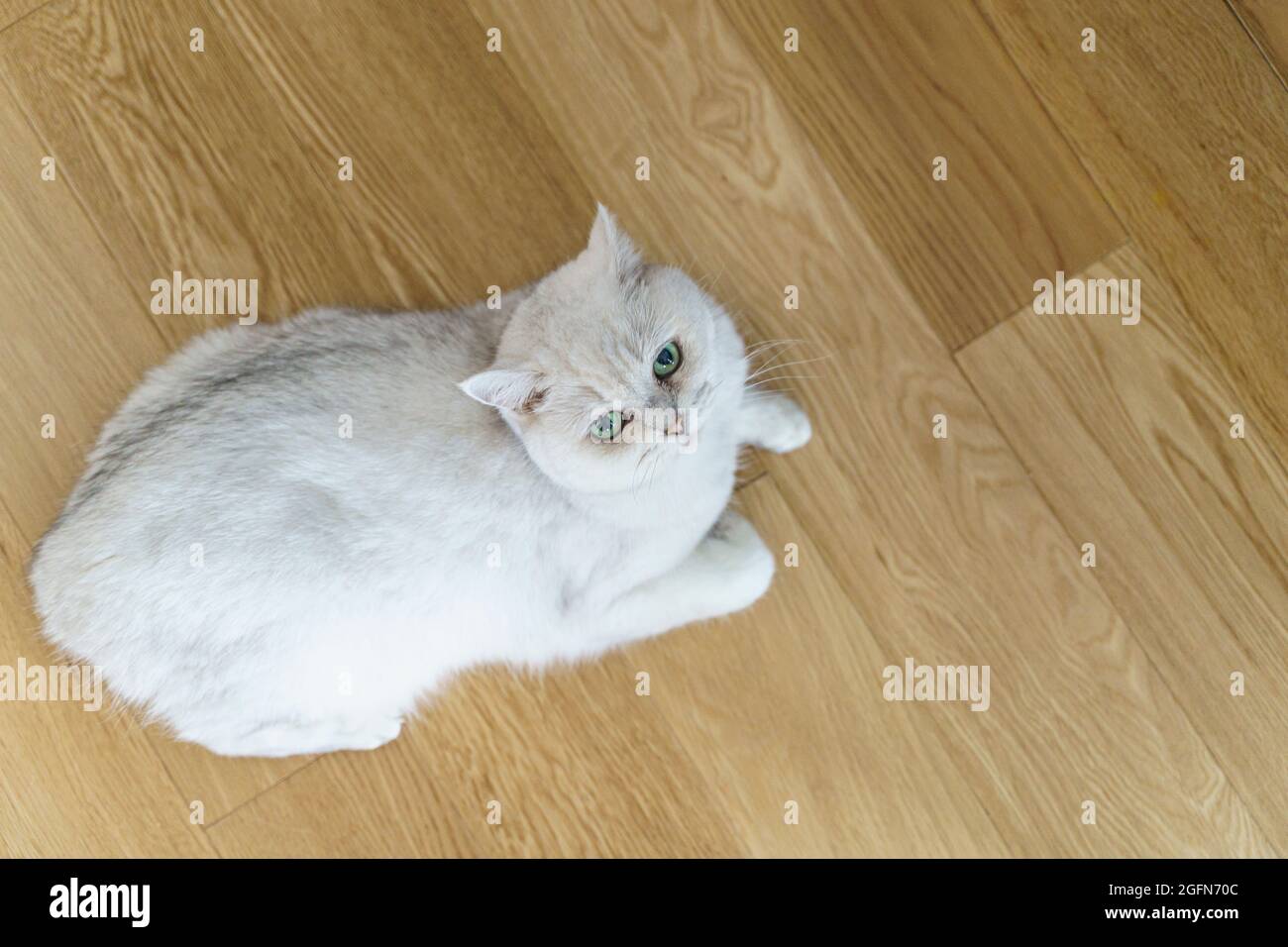 Cat sul pavimento laminato. Parquet o pavimento in laminato in soggiorno  con un gatto bianco sdraiato. Foto di alta qualità Foto stock - Alamy