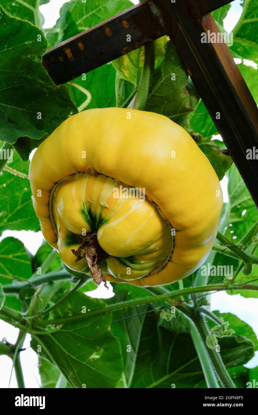 Turchi di zucca Turban, zucca o Cucurbita maxima Turk's Turban, frutti d'arancia con protuberanze multicolore dal fondo Foto Stock