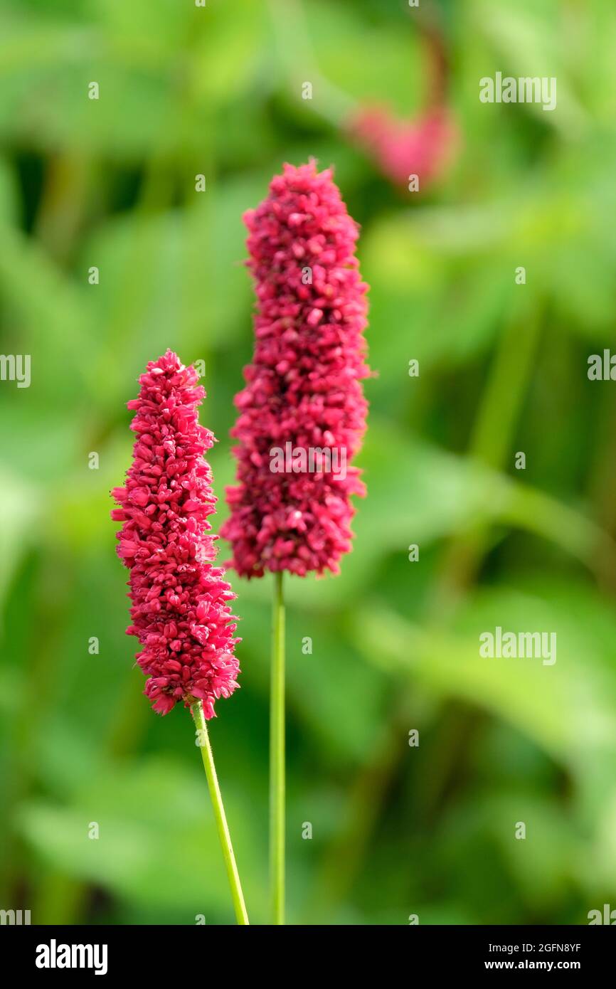 Bistorta amplexicaulis Adder nero, bistorta rosa, fiori rosa intenso a metà estate Foto Stock