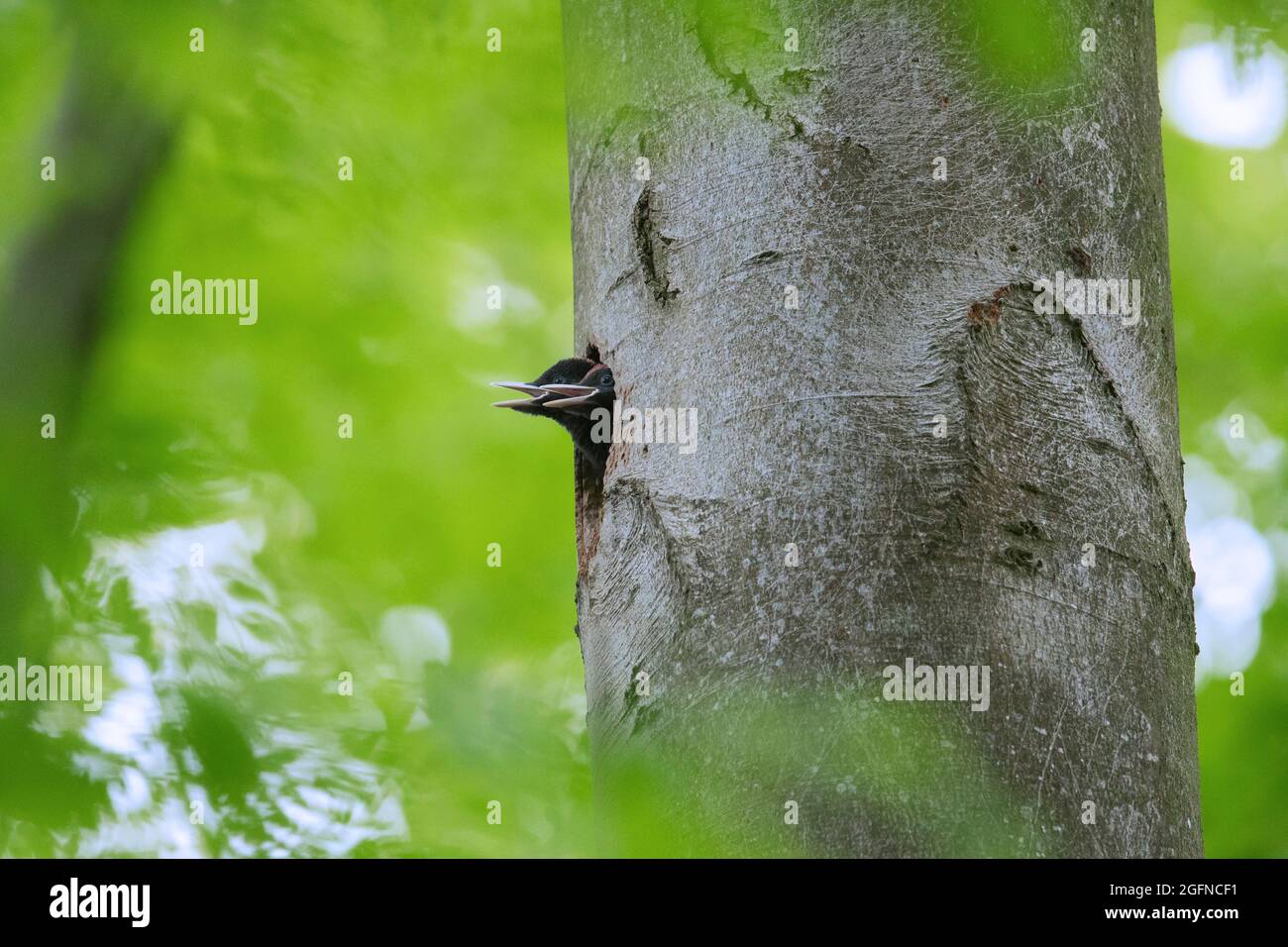 Picchio nero (Dryocopus martius), due giovani / pulcini / nestling che chiamano dal nido buco in faggio in foresta in primavera Foto Stock