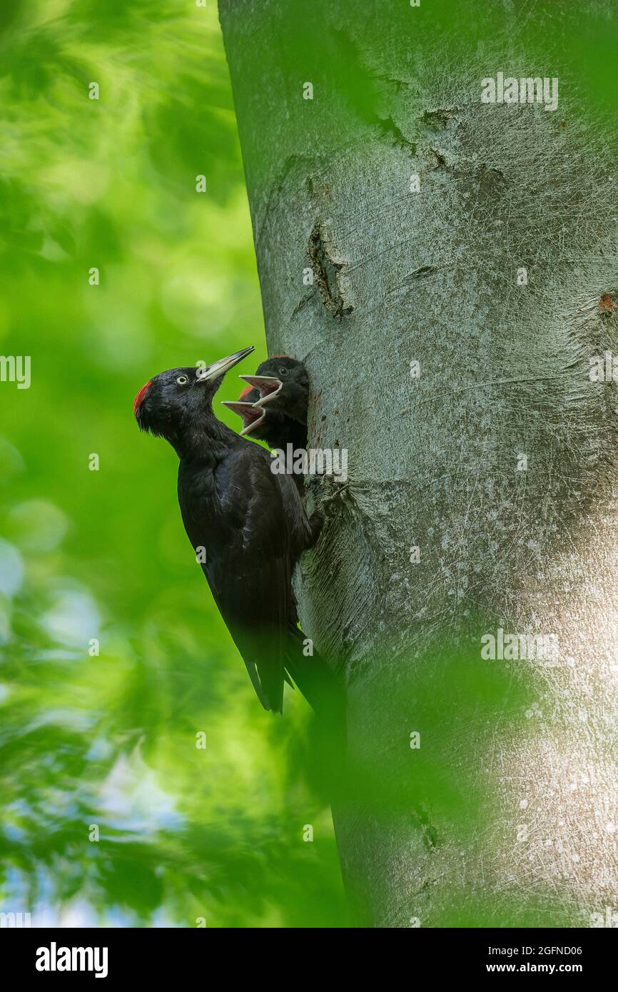 Picchio nero (Dryocopus martius) femmina che alimenta due giovani / pulcini / nidi in buca nido in faggio in bosco in primavera Foto Stock