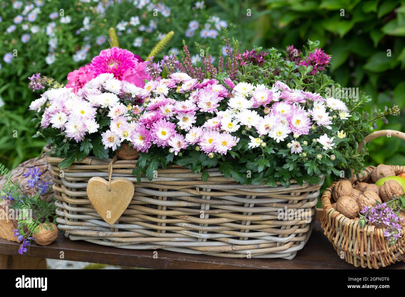 chtysanthums bianco e viola in cestino in giardino Foto Stock