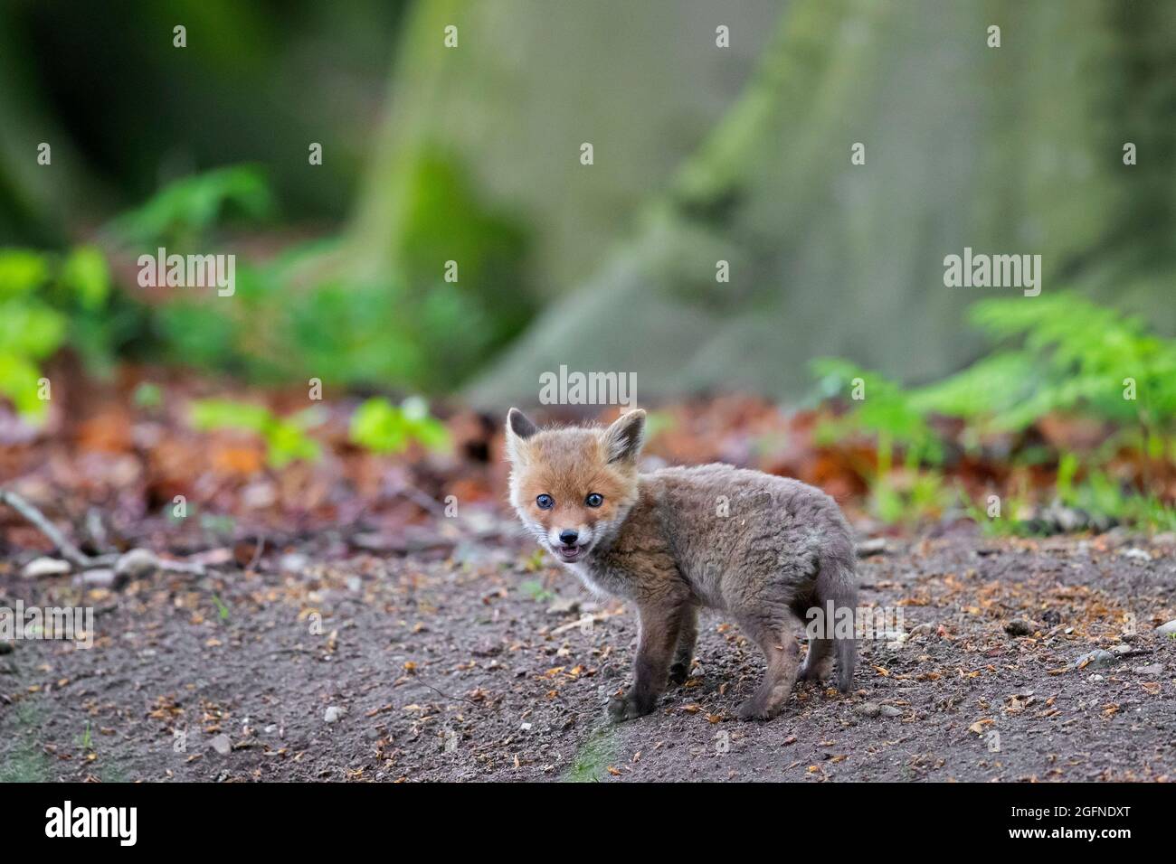 Giovane volpe rossa (Vulpes vulpes) kit singolo / cucciolo vicino burrow / den in foresta in primavera Foto Stock