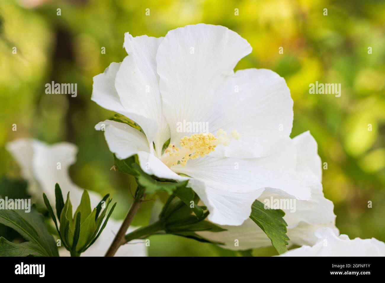 fiore bianco ibisco macro Foto Stock